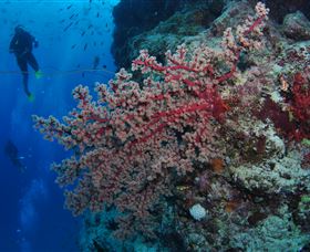 Nursery Bommie Dive Site - Accommodation NT 0