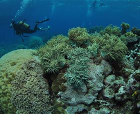 Nursery Bommie Dive Site - Accommodation NT 2