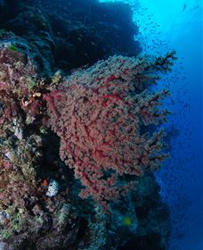 Nursery Bommie Dive Site - Accommodation NT 3