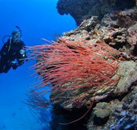 Three Sisters Dive Site - Accommodation NT