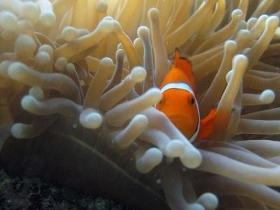 The Hangover Dive Site - Accommodation NT 0
