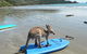Cape Hillsborough National Park - thumb 1