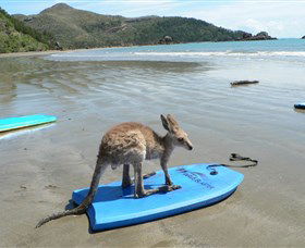 Cape Hillsborough National Park - Accommodation NT 1