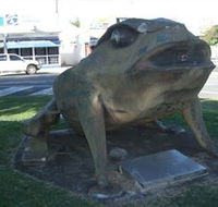 Big Cane Toad - Accommodation NT