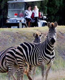 Taronga Western Plains Zoo, Dubbo - Accommodation NT 1