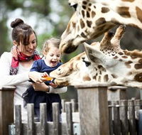 Taronga Western Plains Zoo Dubbo - Accommodation NT