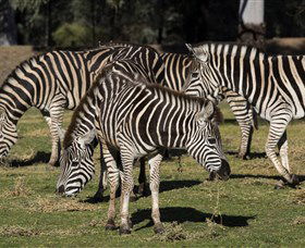 Taronga Western Plains Zoo, Dubbo - Accommodation NT 5