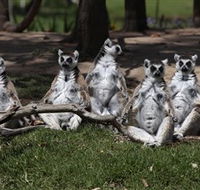 Savannah Visitor Plaza Taronga Western Plains Zoo Dubbo - Accommodation NT