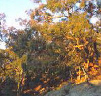 Mount Alexander Regional Park - Accommodation NT