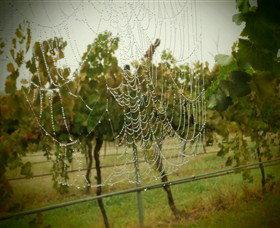 Red Earth Estate Vineyard - Accommodation NT 8