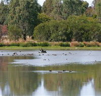 Cussen Park - Accommodation NT