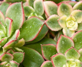 Billabong Garden Complex & Cafe - Accommodation NT 0