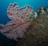 Luncheon Bay Dive Site - Accommodation NT