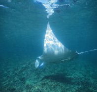 Manta Ray Bay Dive Site - Accommodation NT