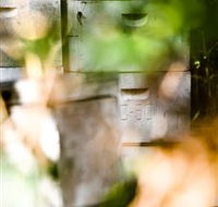 Bees on Keswick Island - Accommodation NT