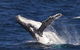 Whale Watching On Keswick Island - thumb 0