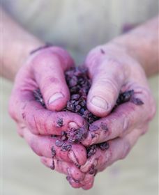 Granite Hills Winery - Accommodation NT 3