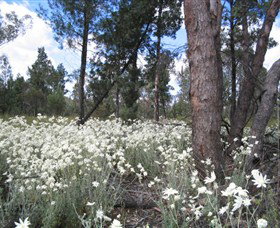 Self Drive Geology And Nature Trails - Accommodation NT 4