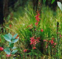 Enfield State Park - Accommodation NT