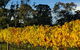 Paramoor Winery - thumb 3