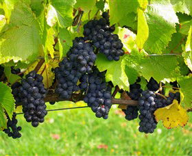 Paramoor Winery - Accommodation NT 5