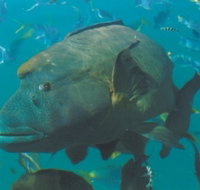 Fairey Reef - Accommodation NT