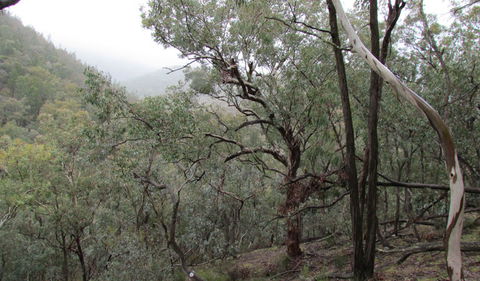 Mount Murga Walking Track - Accommodation NT 0