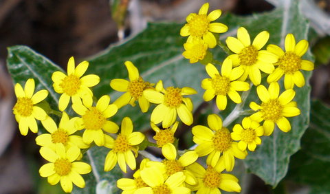 The Rock Nature Reserve - Kengal Aboriginal Place - Accommodation NT 1