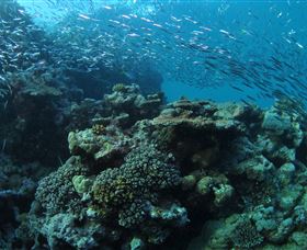 Manta Ray Drop Off Dive Site - Accommodation NT 1