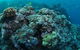 Manta Ray Drop Off Dive Site - thumb 0
