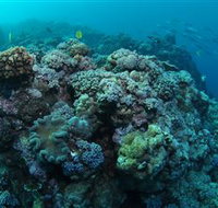 Manta Ray Drop Off Dive Site - Accommodation NT