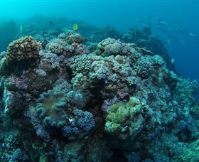 Manta Ray Drop Off Dive Site - Accommodation NT 0