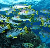 Challenger Bay Dive Site - Accommodation NT