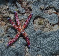 Clam Gardens Dive Site - Accommodation NT