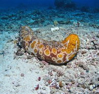 Two Towers Dive Site - Accommodation NT