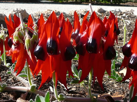 Australian Inland Botanic Gardens - Accommodation NT 1