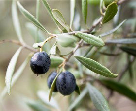 Wollundry Grove Olives - Accommodation NT 2