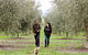 Wollundry Grove Olives - thumb 3
