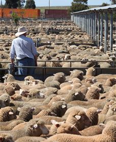 Livestock Marketing Centre - Accommodation NT 0
