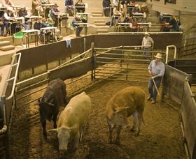 Livestock Marketing Centre - Accommodation NT 1