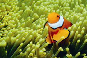 Hardy Reef - Accommodation NT 3