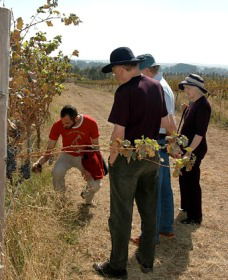 Rosnay Organic Farm And Vineyard - Accommodation NT 2