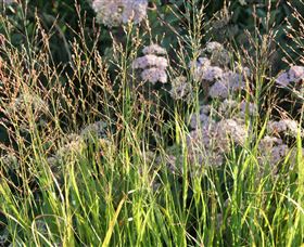 Perennialle Plants Nursery And Garden - Accommodation NT 5