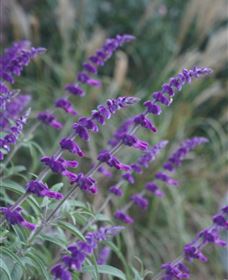 Perennialle Plants Nursery And Garden - Accommodation NT 4