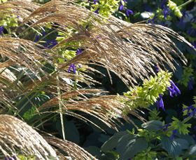 Perennialle Plants Nursery And Garden - Accommodation NT 3