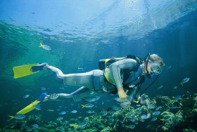 Seaflight Bommie Dive Site - Accommodation NT 0