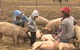 Springview Eco-Farm - thumb 2