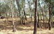 Chiltern-Mt Pilot National Park - thumb 0