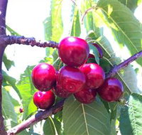 Ballinaclash Orchard and Cellar Door - Accommodation NT