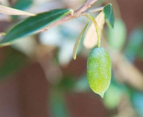 The Olive Shop - Milawa - Accommodation NT 1